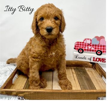 F1b Labradoodle Puppy