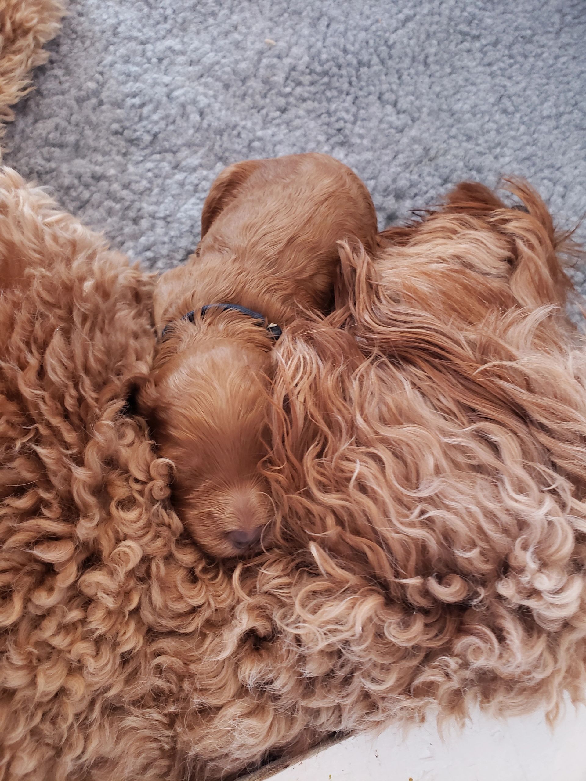 F1b Goldendoodle Puppy