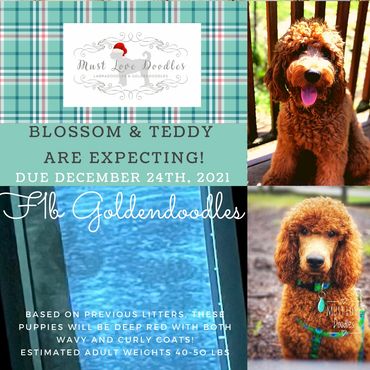 F1b Goldendoodle Puppy