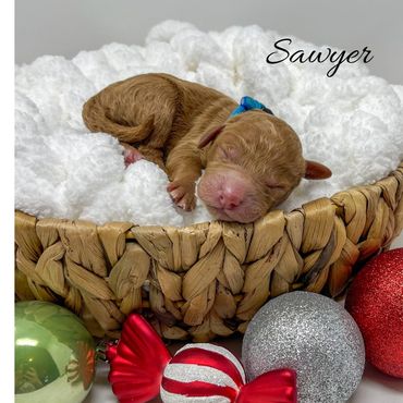 Mini Labradoodle Puppy