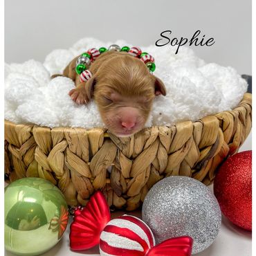 Mini Labradoodle Puppy