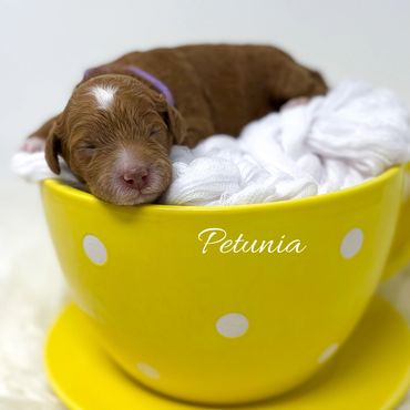 Mini Goldendoodle
