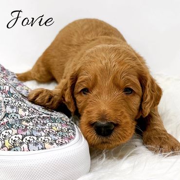 F1b Goldendoodle Puppy