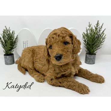 F1bb Goldendoodle puppy