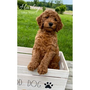 F1bb Goldendoodle puppy