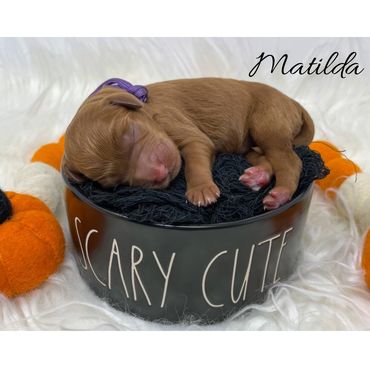 F1b Labradoodle puppy