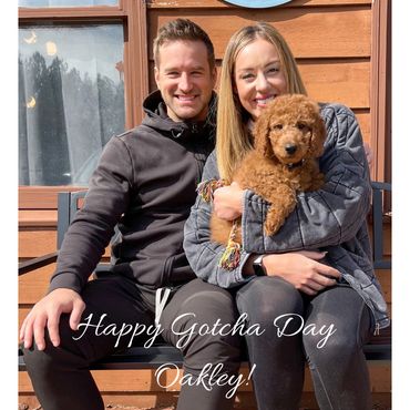 F1b Labradoodle Puppy