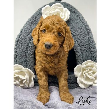 F1b Goldendoodle Puppy