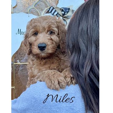 F1b Labradoodle Puppy