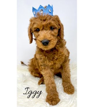 F1b Labradoodle Puppy