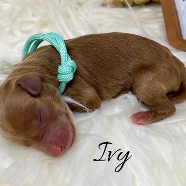 F1b Labradoodle Puppy