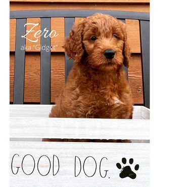 F1b Labradoodle Puppy