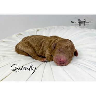 Mini Labradoodle Puppy