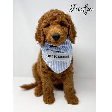Mini Labradoodle