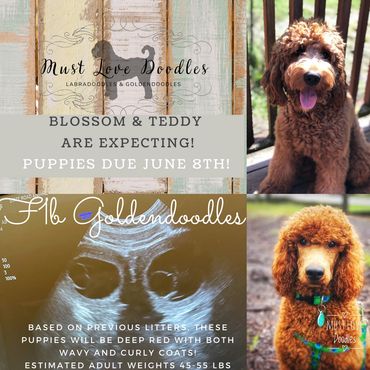 F1b Goldendoodle Puppy