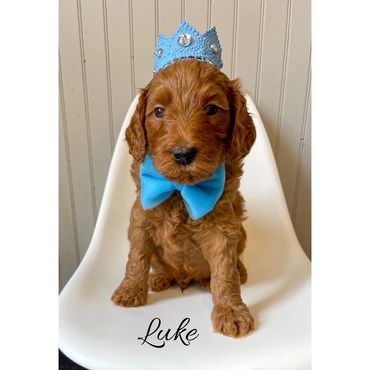 F1b Goldendoodle Puppy