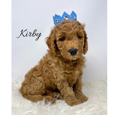 F1bb Goldendoodle puppy