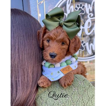 Mini Labradoodle Puppy