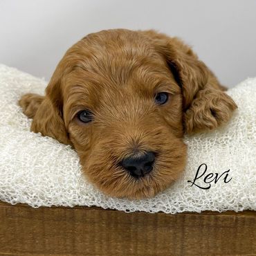 F1b Goldendoodle Puppy