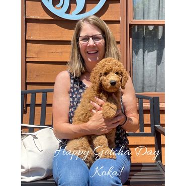 F1bb Goldendoodle puppy