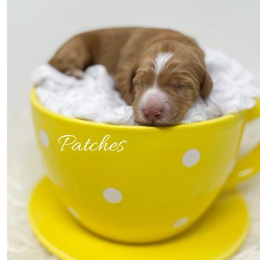 Mini Goldendoodle