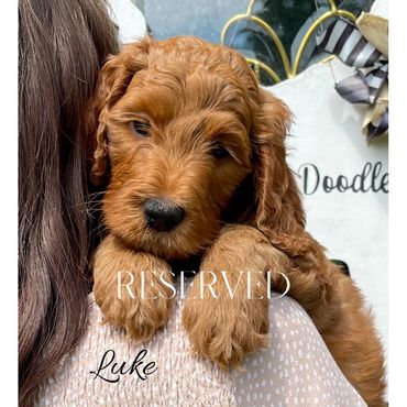 F1b Goldendoodle Puppy