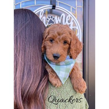 Mini Labradoodle Puppy