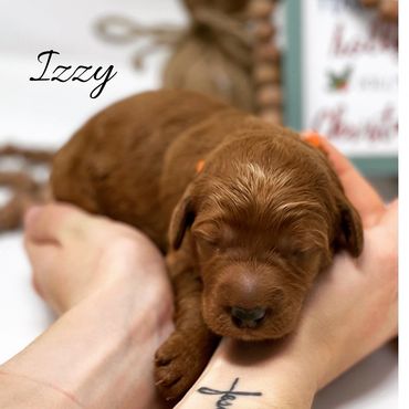 F1b Labradoodle Puppy