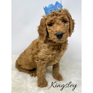 F1bb Goldendoodle puppy