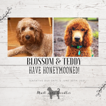 F1b Goldendoodle Puppy