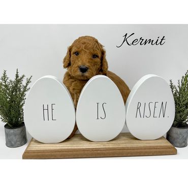 F1bb Goldendoodle puppy