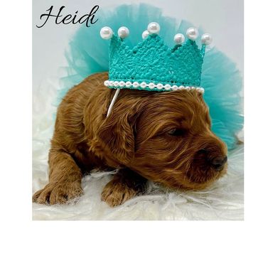 F1b Goldendoodle Puppy