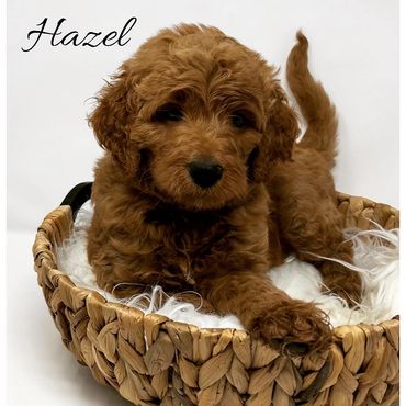 F1b Goldendoodle Puppy