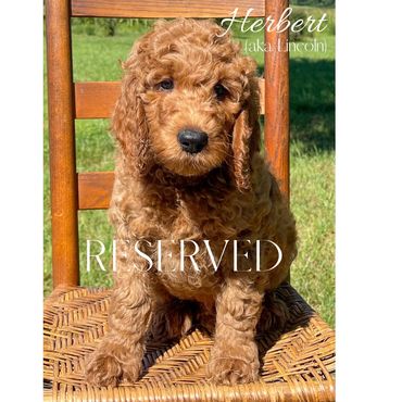 F1b Goldendoodle Puppy