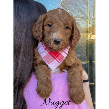 Mini Goldendoodle
