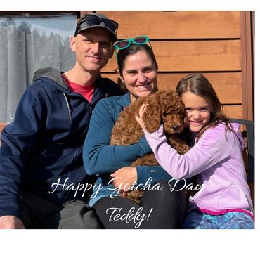 F1b Goldendoodle Puppy