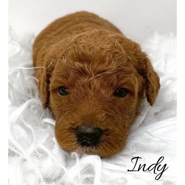 F1b Labradoodle Puppy