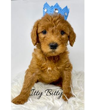 F1b Labradoodle Puppy