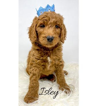 F1b Labradoodle Puppy