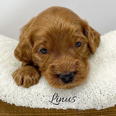 F1b Goldendoodle Puppy