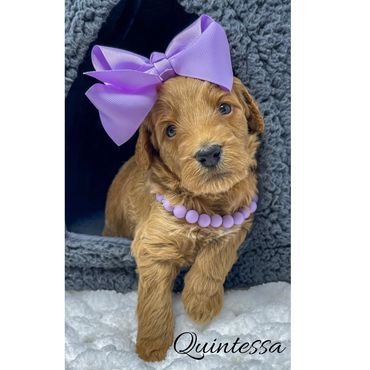 Mini Labradoodle Puppy
