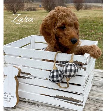 F1b Goldendoodle Puppy
