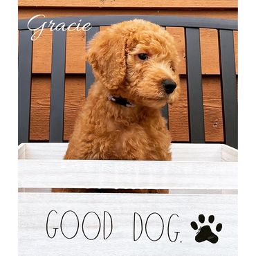 F1b Labradoodle Puppy