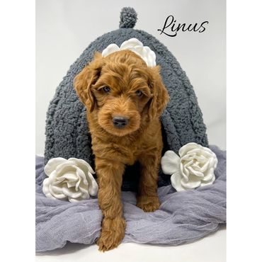 F1b Goldendoodle Puppy