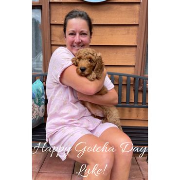 F1b Goldendoodle Puppy