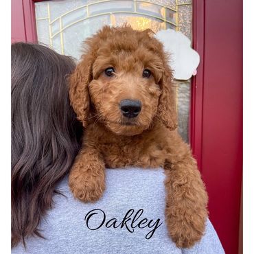 F1b Labradoodle Puppy