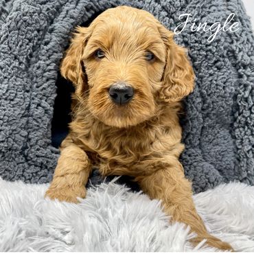 F1b Goldendoodle Puppy