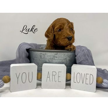 F1b Goldendoodle Puppy