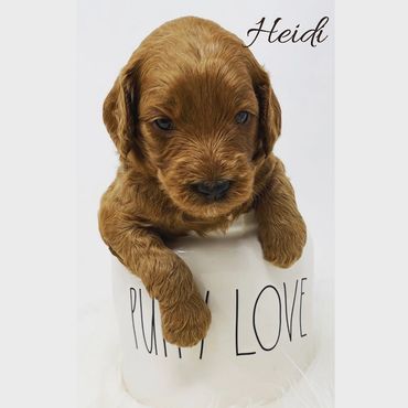 F1b Goldendoodle Puppy