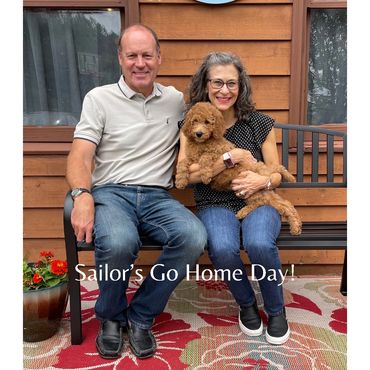 F1b Labradoodle Puppy